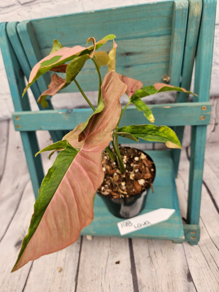 Syngonium Pink Lava (4in)-198