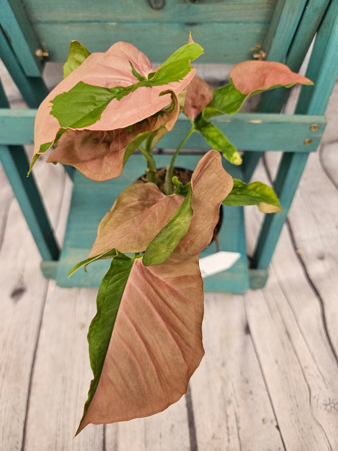 Syngonium Pink Lava (4in)-198