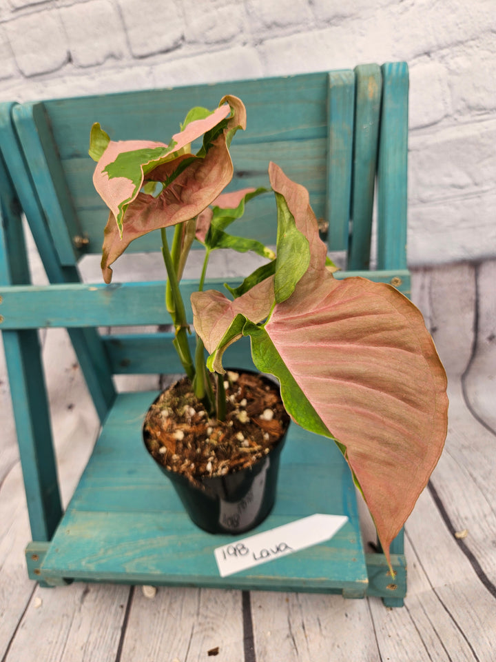 Syngonium Pink Lava (4in)-198