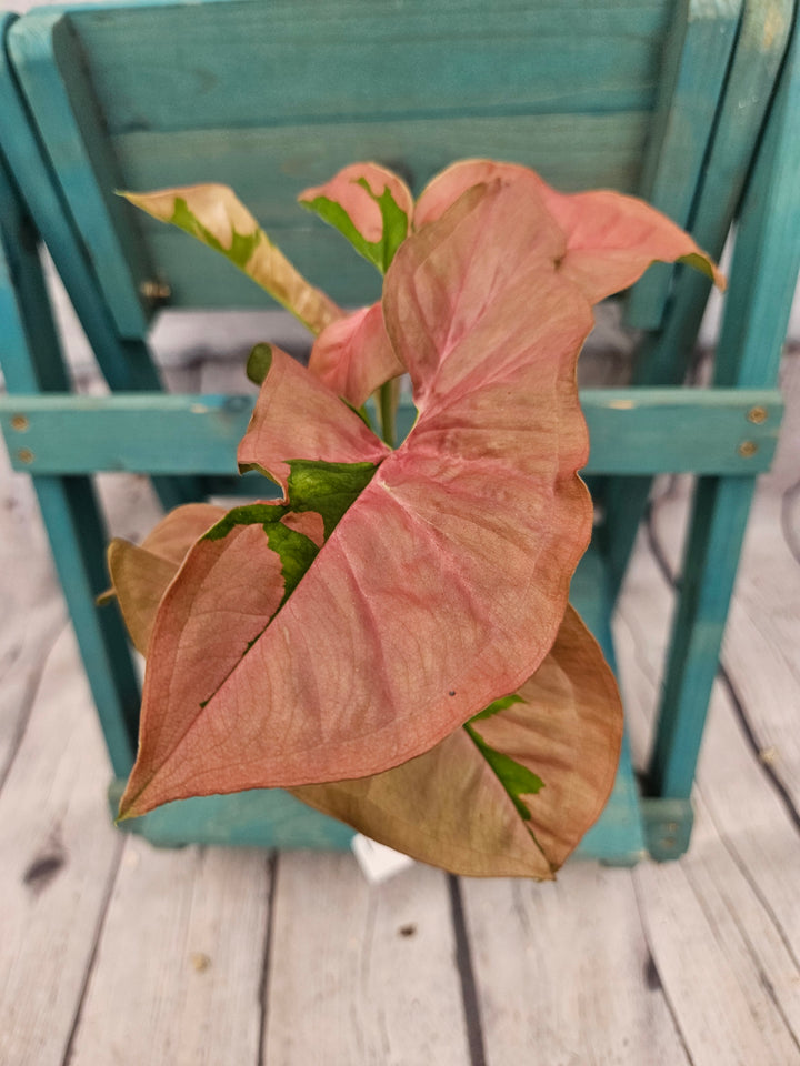 Syngonium Pink Lava (4in)-199