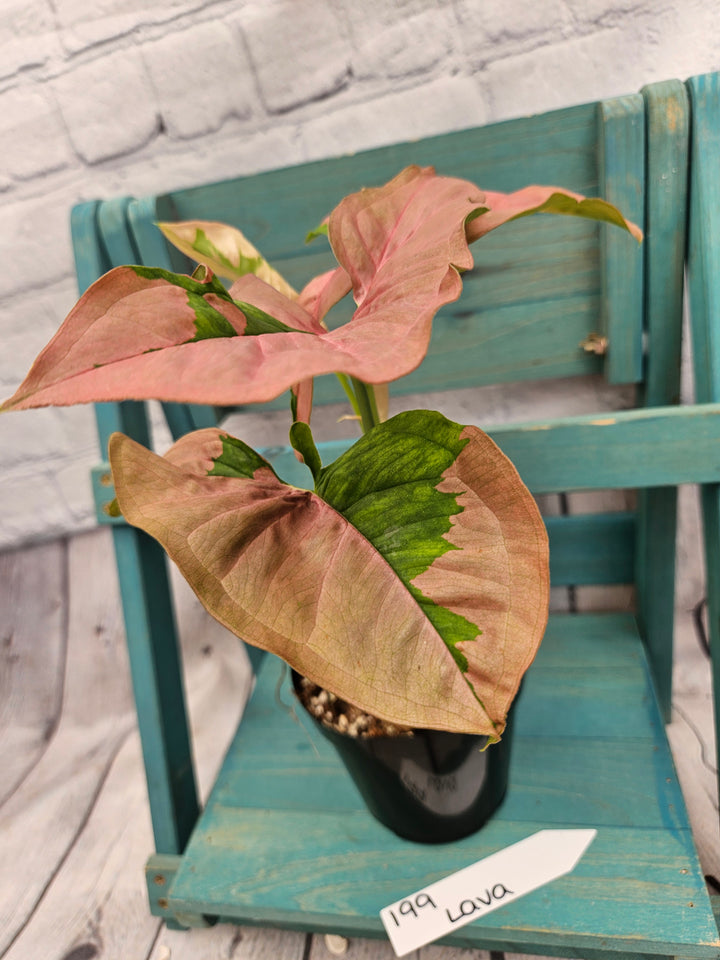 Syngonium Pink Lava (4in)-199