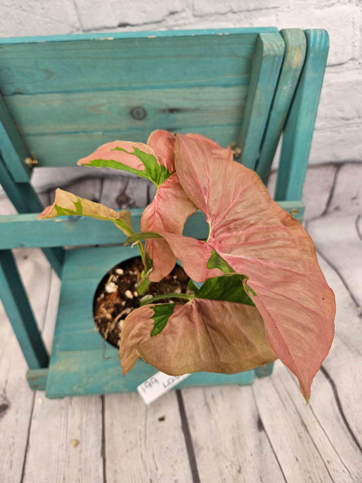 Syngonium Pink Lava (4in)-199