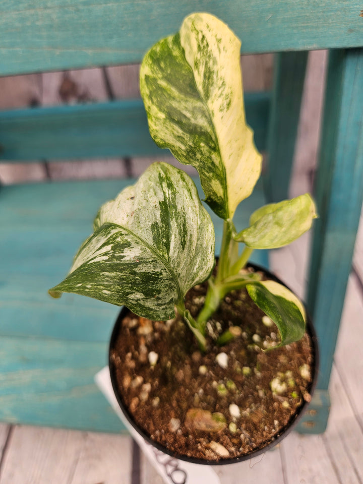 Rhaphidophora Pubulera Variegated (3in)-204