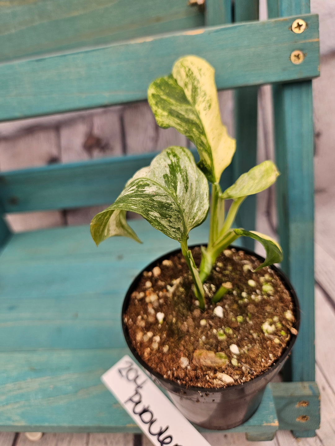 Rhaphidophora Pubulera Variegated (3in)-204