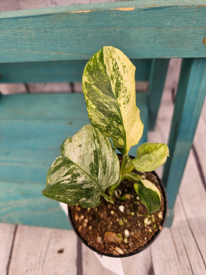 Rhaphidophora Pubulera Variegated (3in)-204