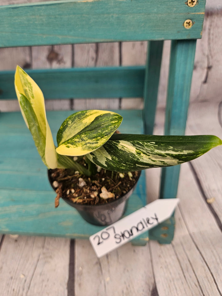 Monstera Standleyana Aurea (3in)-207
