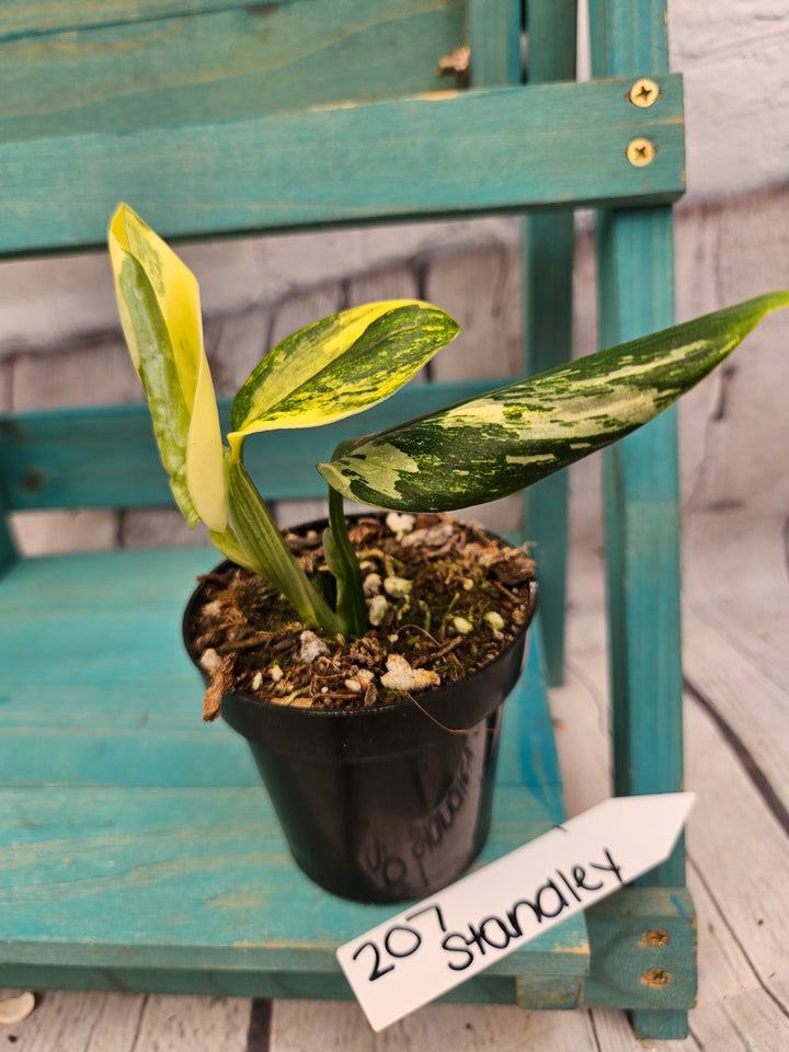 Monstera Standleyana Aurea (3in)-207
