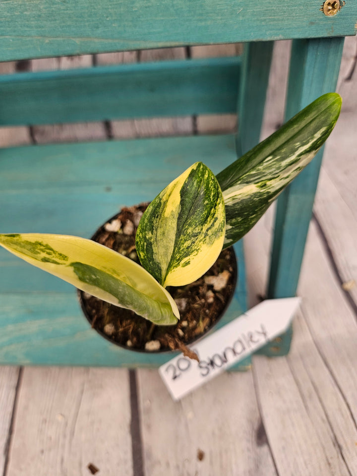 Monstera Standleyana Aurea (3in)-207