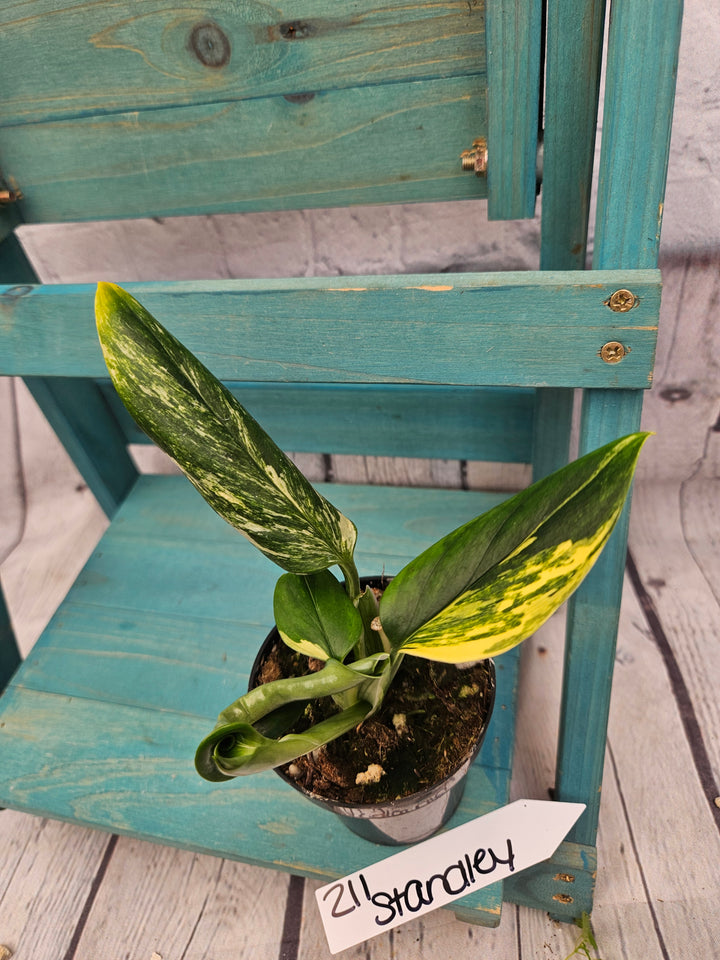 Monstera Standleyana Aurea (3in)-211