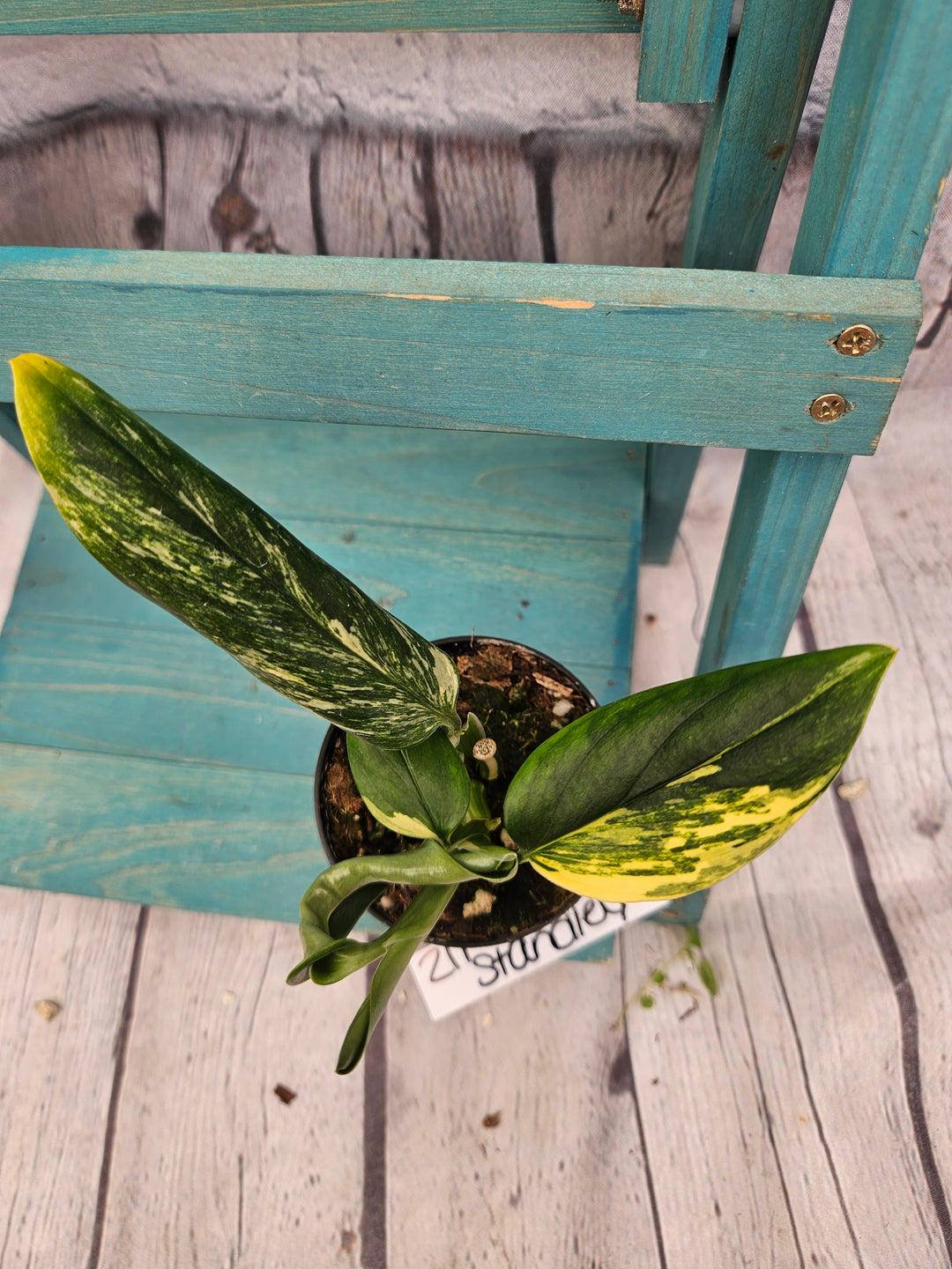 Monstera Standleyana Aurea (3in)-211