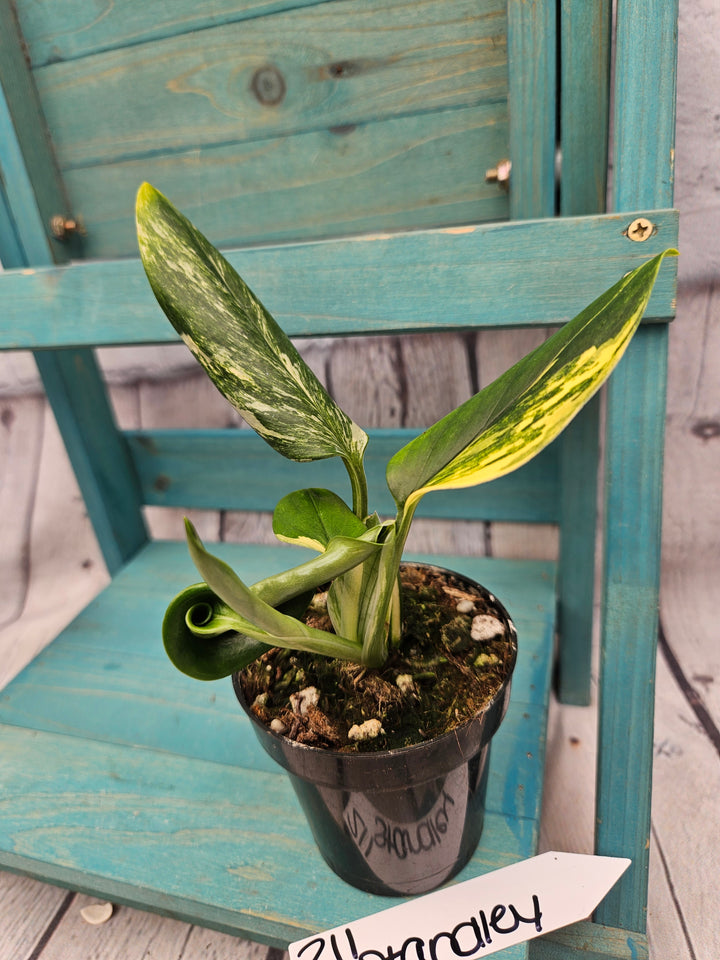Monstera Standleyana Aurea (3in)-211