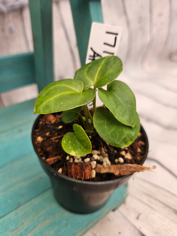 Anthurium Ace of Spades (3in)-171