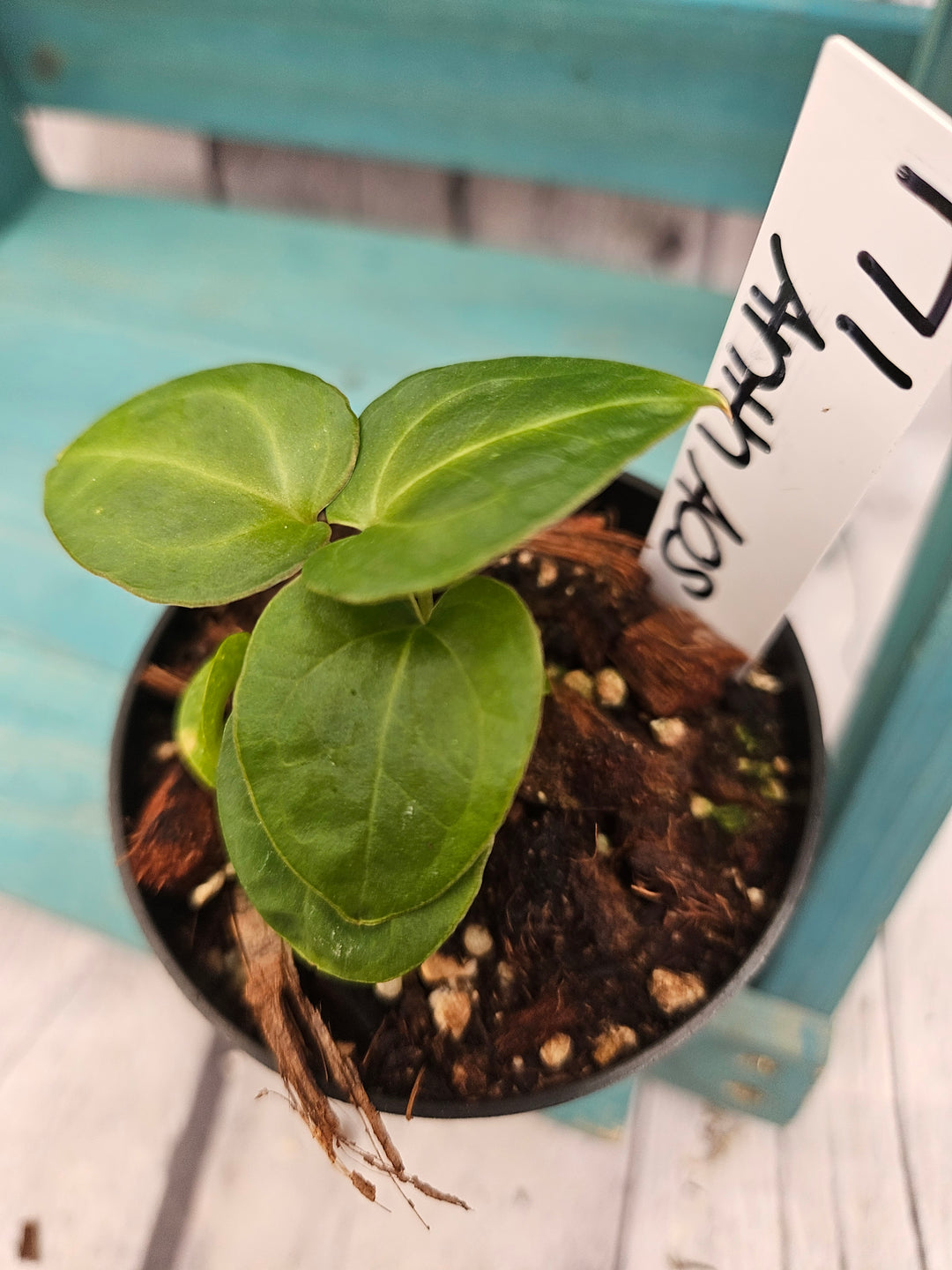 Anthurium Ace of Spades (3in)-171