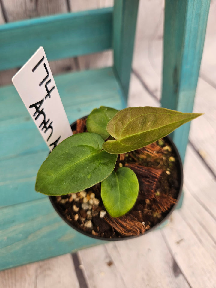 Anthurium Ace of Spades (3in)-174
