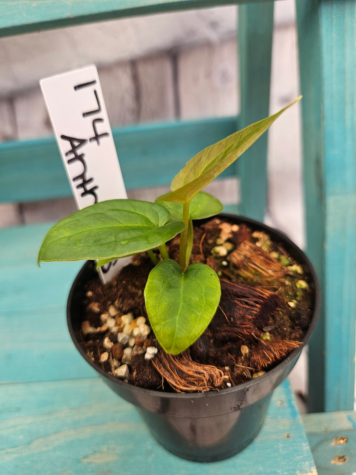 Anthurium Ace of Spades (3in)-174