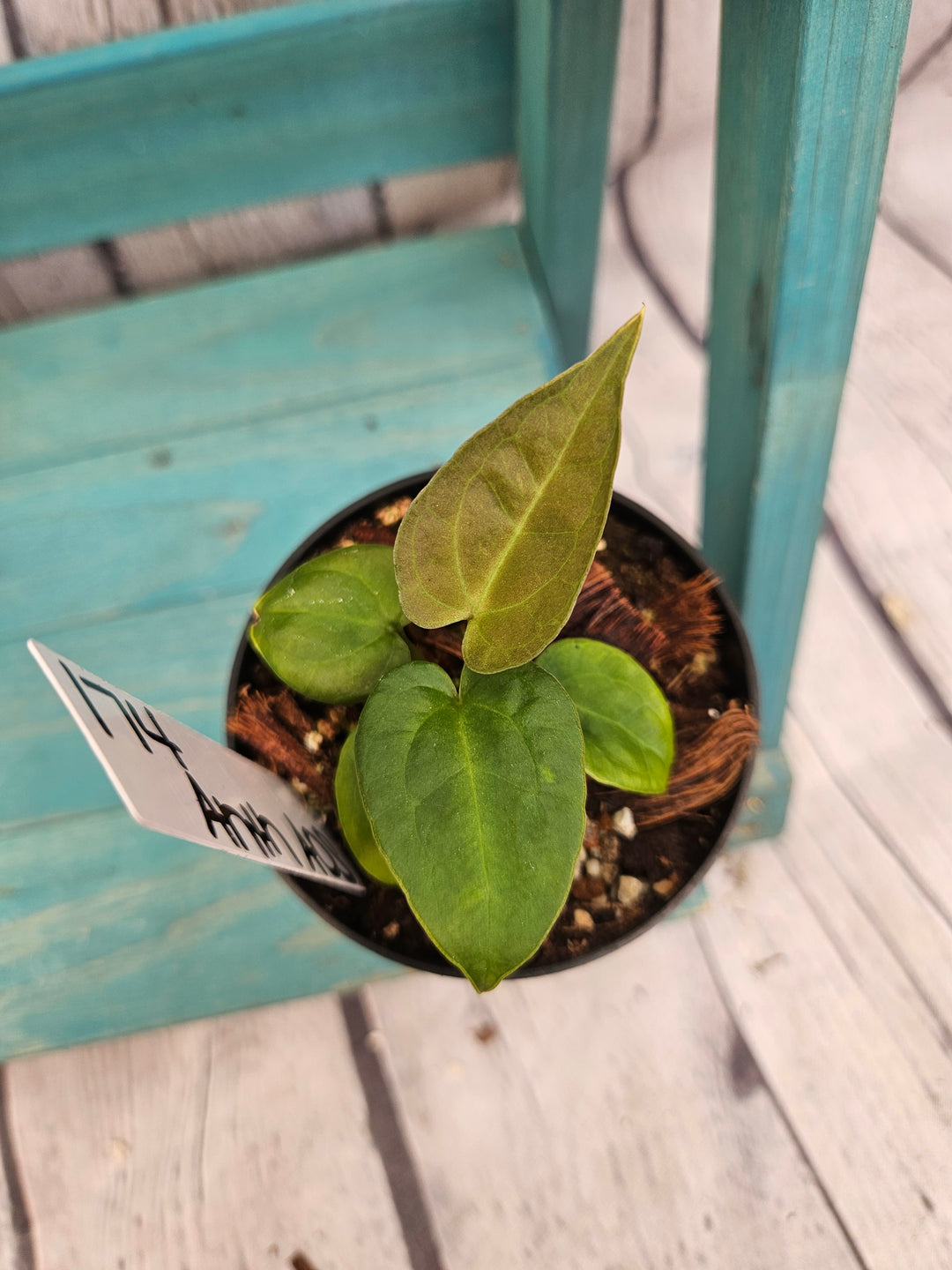 Anthurium Ace of Spades (3in)-174
