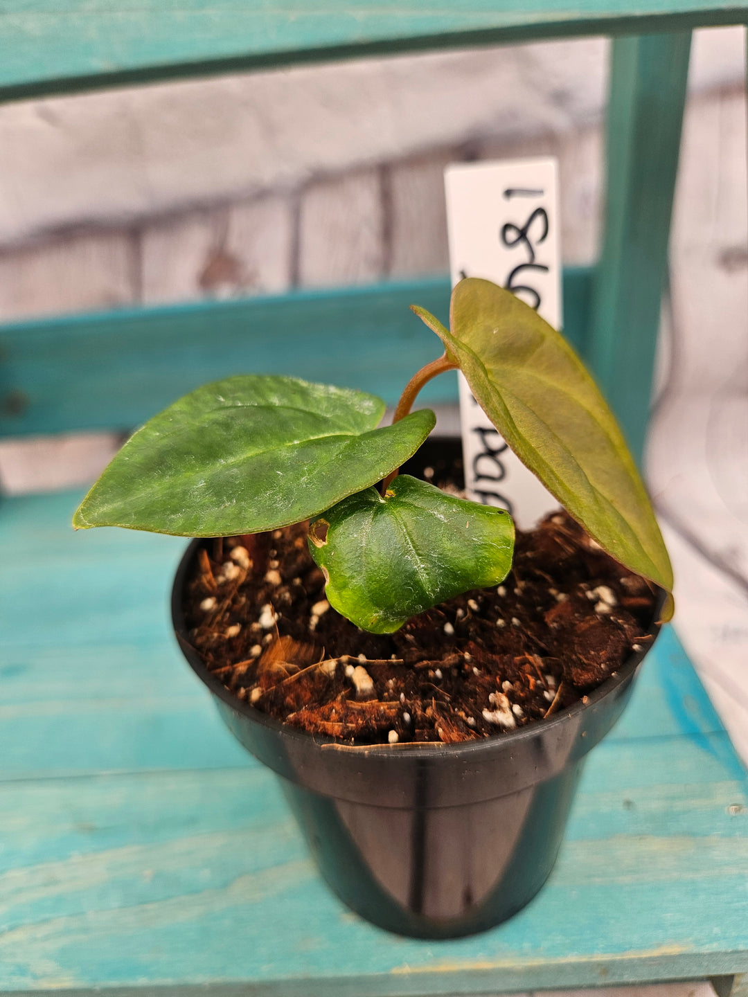 Anthurium Ace of Spades x Papillilaminum (3in)-186