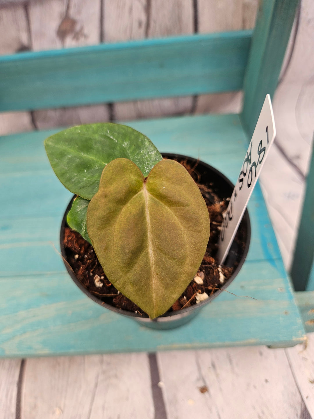 Anthurium Ace of Spades x Papillilaminum (3in)-186
