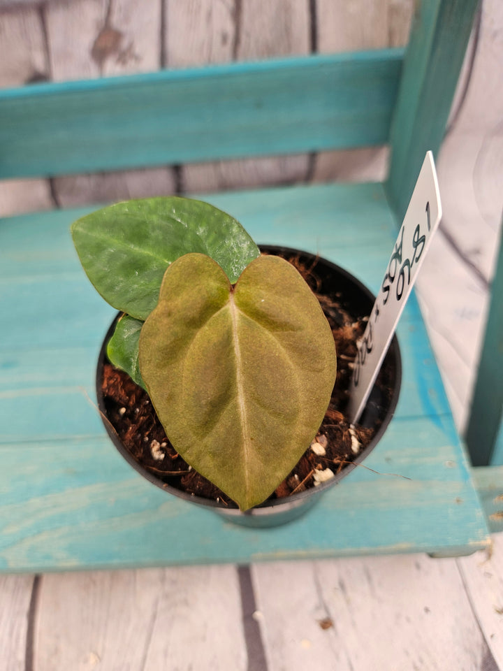 Anthurium Ace of Spades x Papillilaminum (3in)-186
