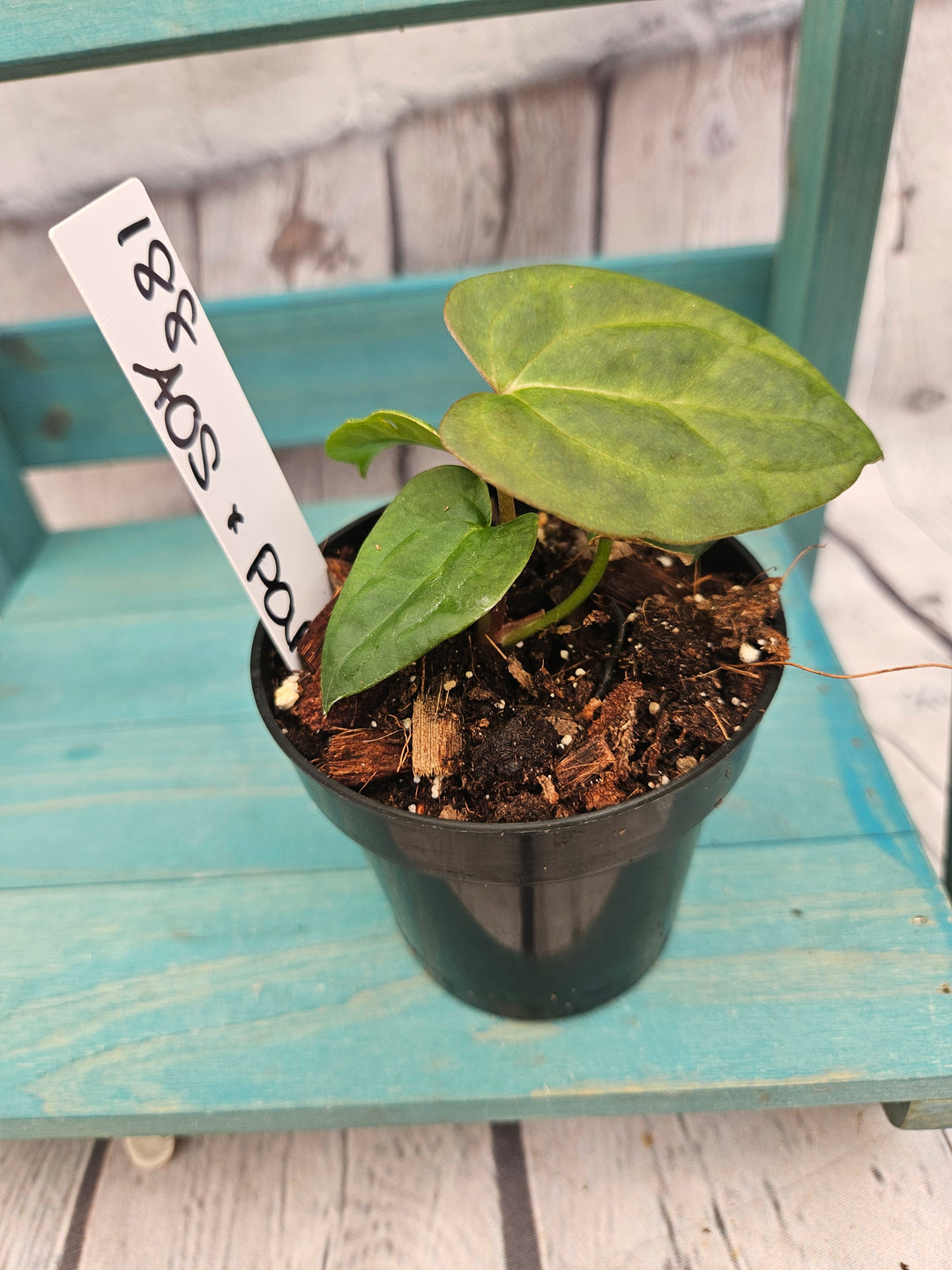 Anthurium Ace of Spades x Papillilaminum (3in)-188