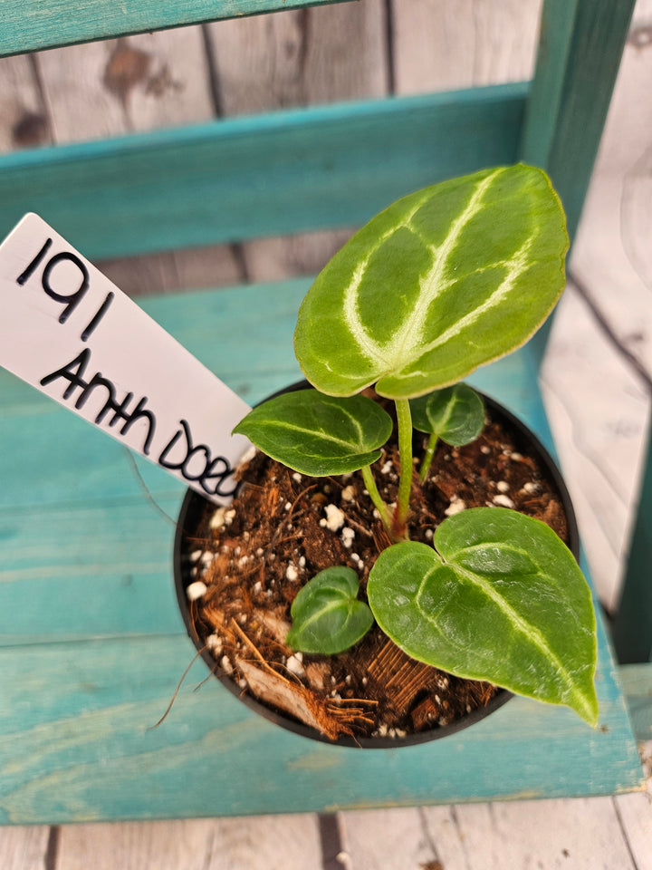 Anthurium Dorayaki (3in)-191