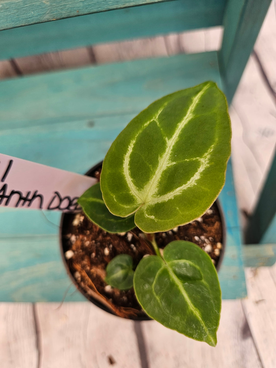 Anthurium Dorayaki (3in)-191