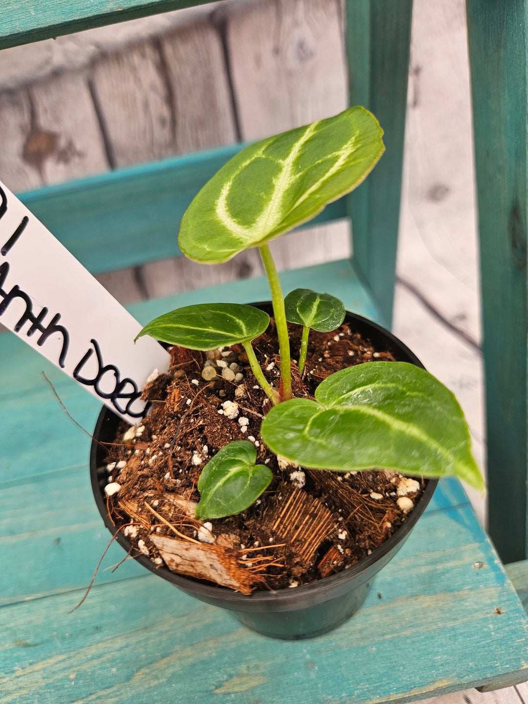 Anthurium Dorayaki (3in)-191