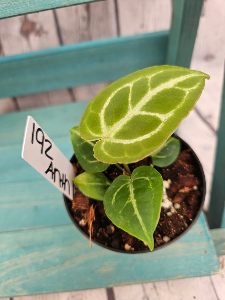 Anthurium Dorayaki (3in)-192