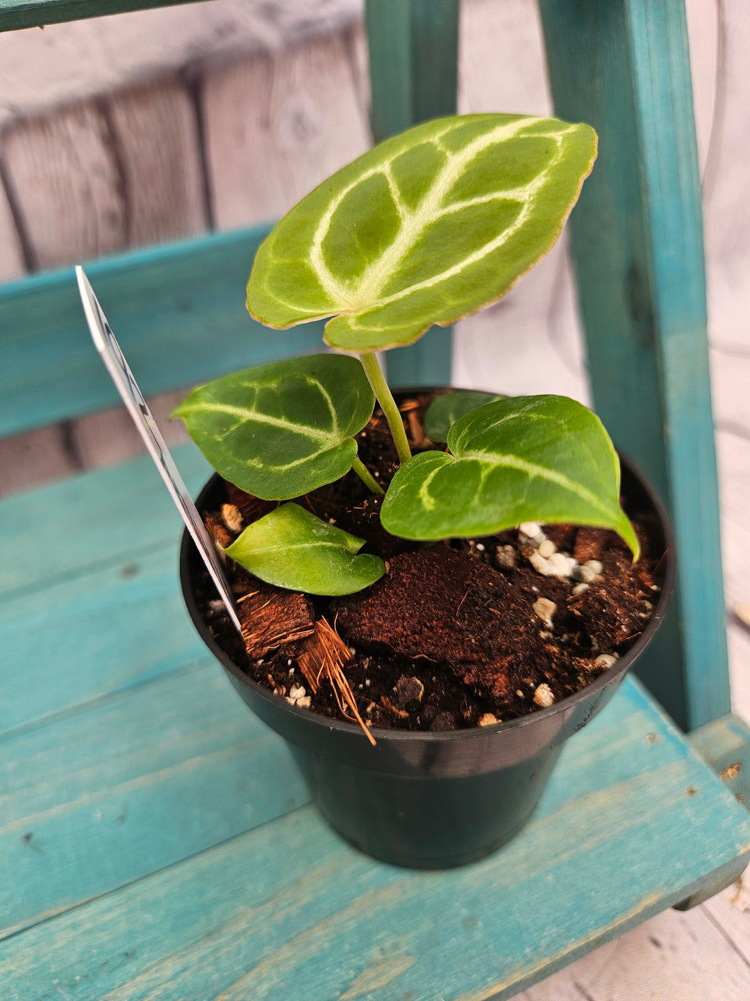 Anthurium Dorayaki (3in)-192