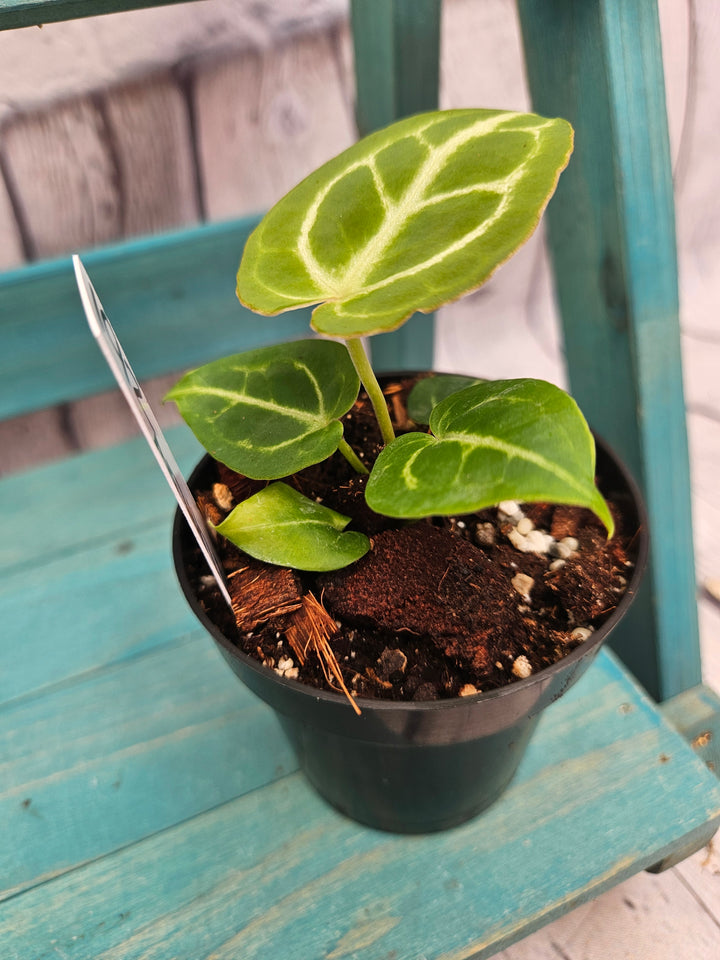 Anthurium Dorayaki (3in)-192