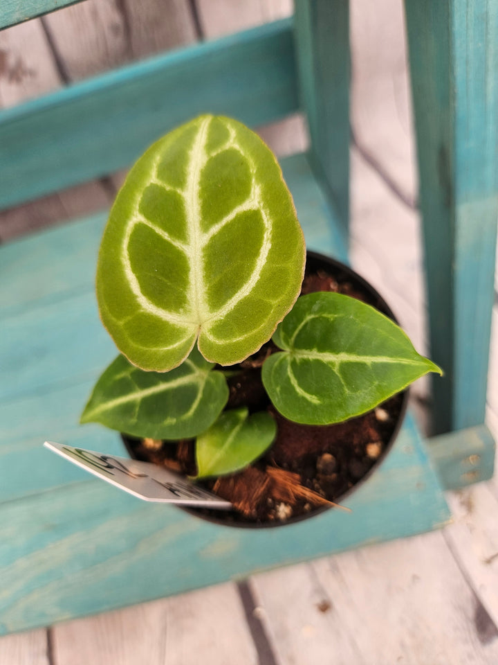 Anthurium Dorayaki (3in)-192