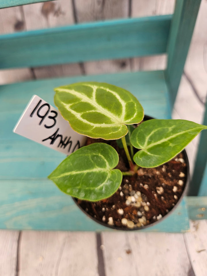 Anthurium Dorayaki (3in)-193