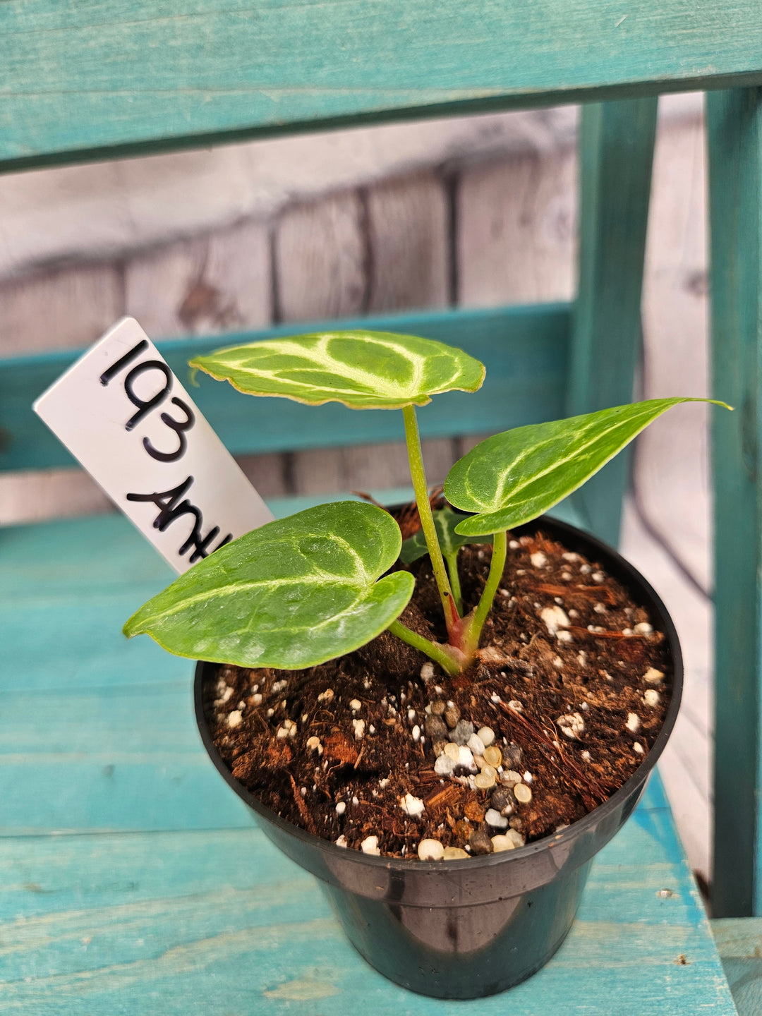 Anthurium Dorayaki (3in)-193