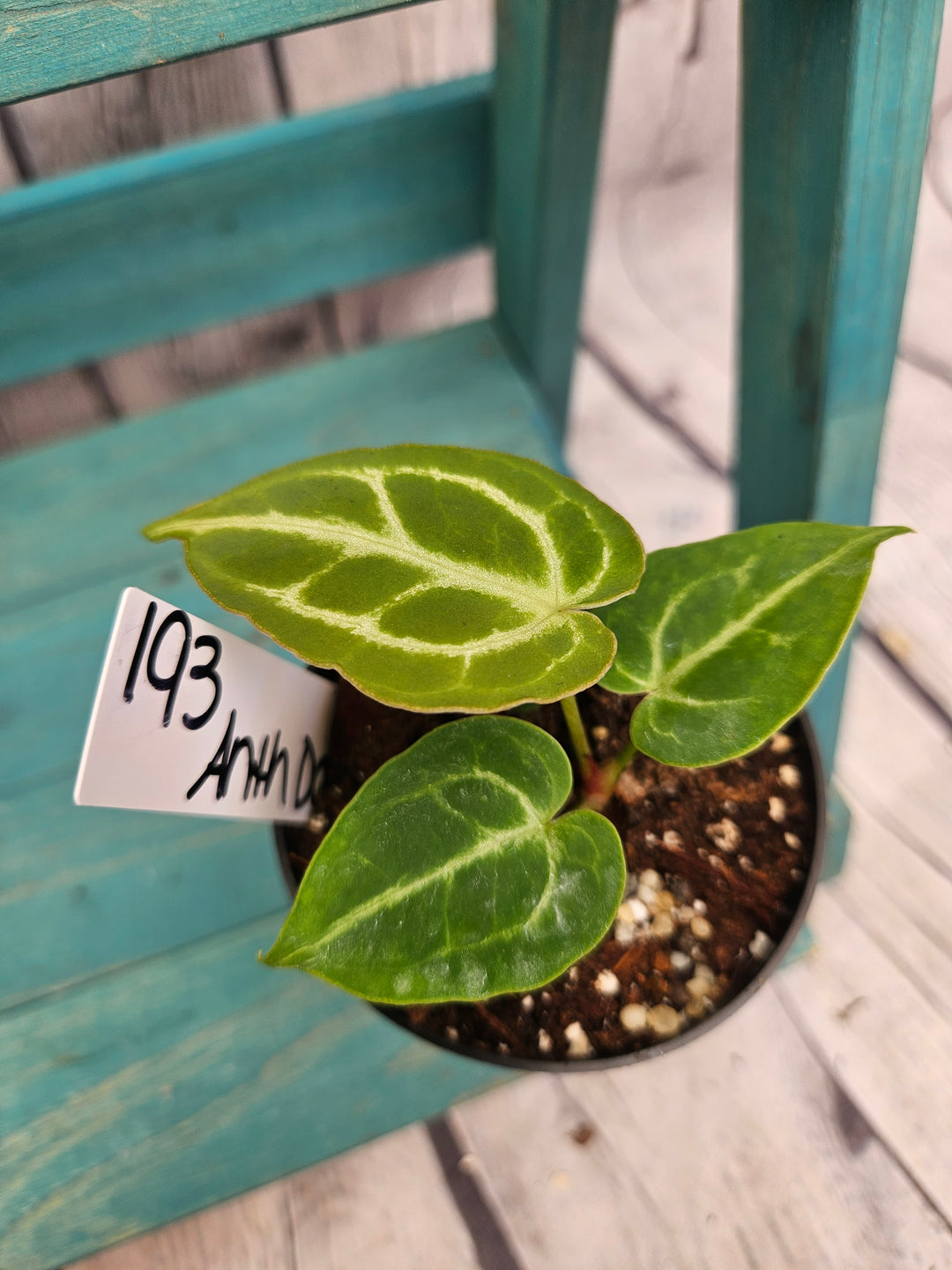 Anthurium Dorayaki (3in)-193