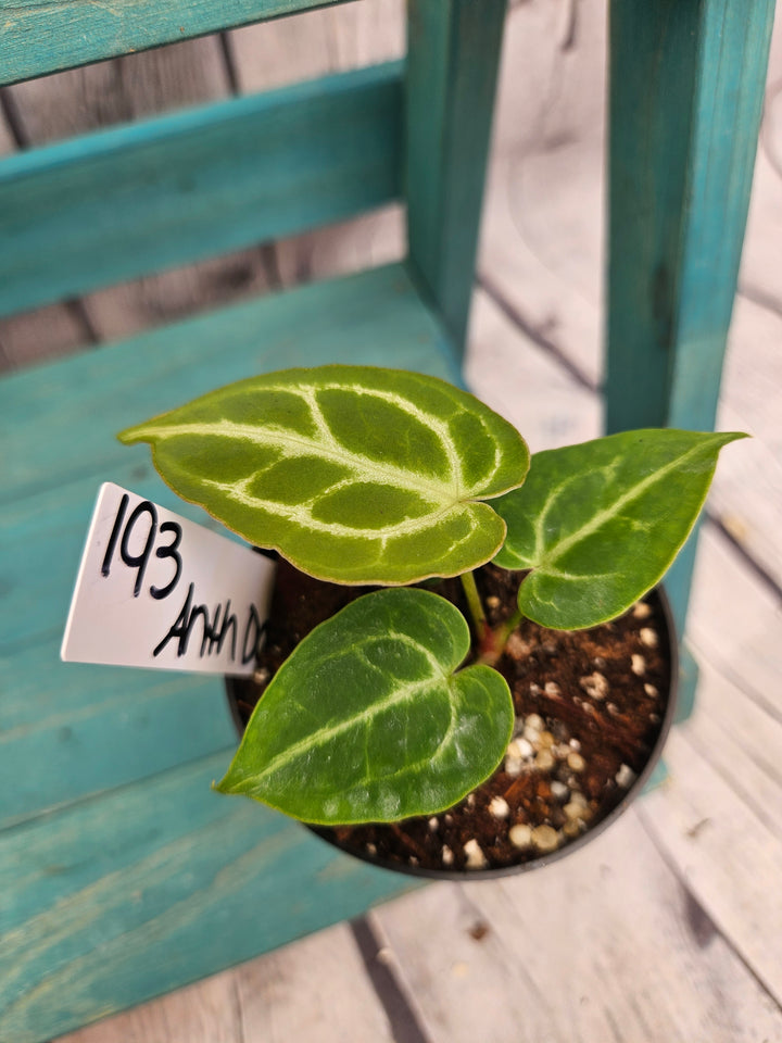 Anthurium Dorayaki (3in)-193