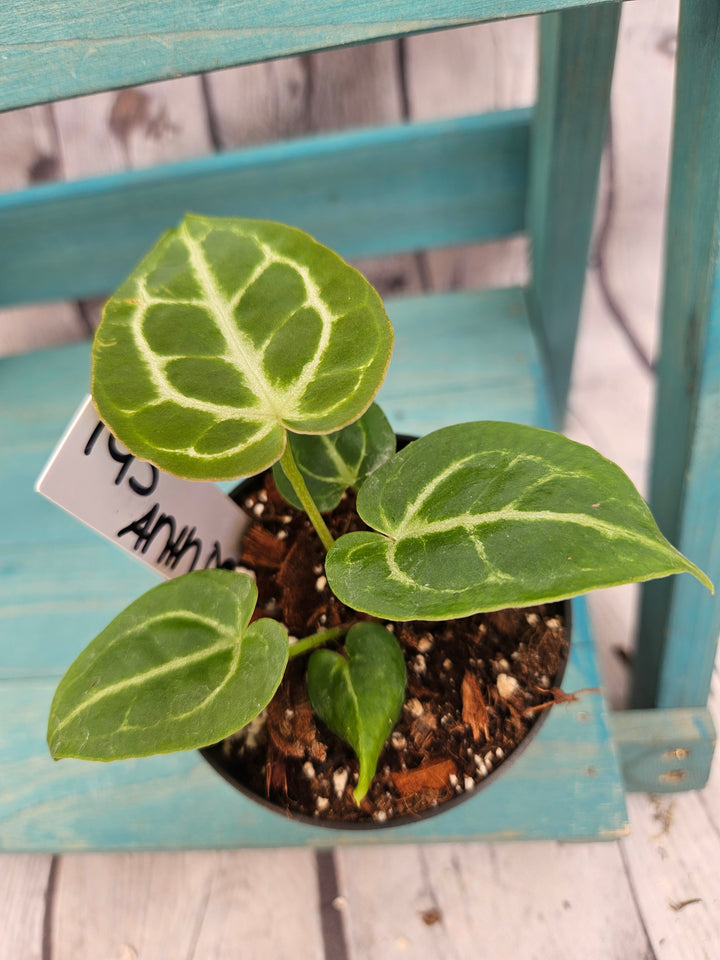 Anthurium Dorayaki (3in)-195