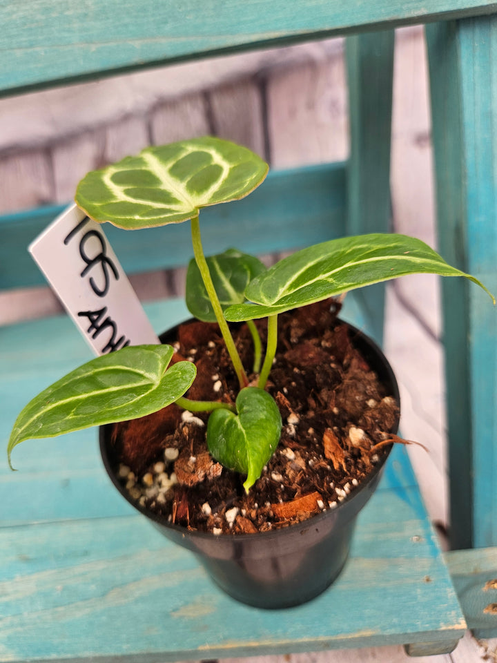 Anthurium Dorayaki (3in)-195