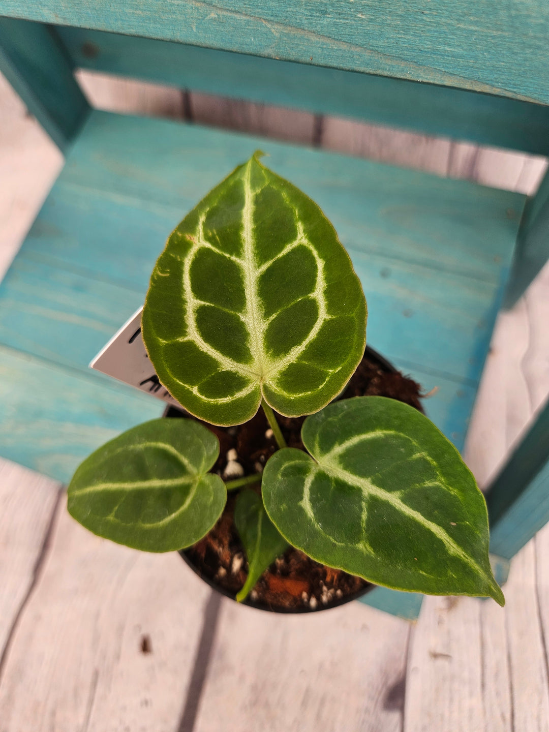 Anthurium Dorayaki (3in)-195