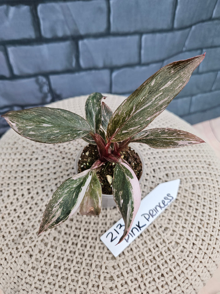 Philodendron Pink Princess Galaxy (2in)-213