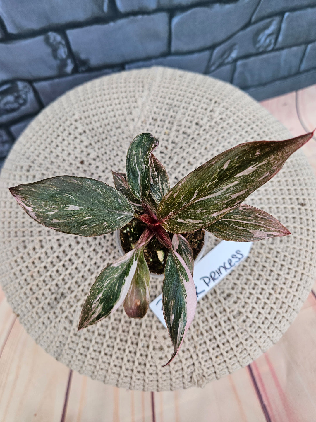 Philodendron Pink Princess Galaxy (2in)-213
