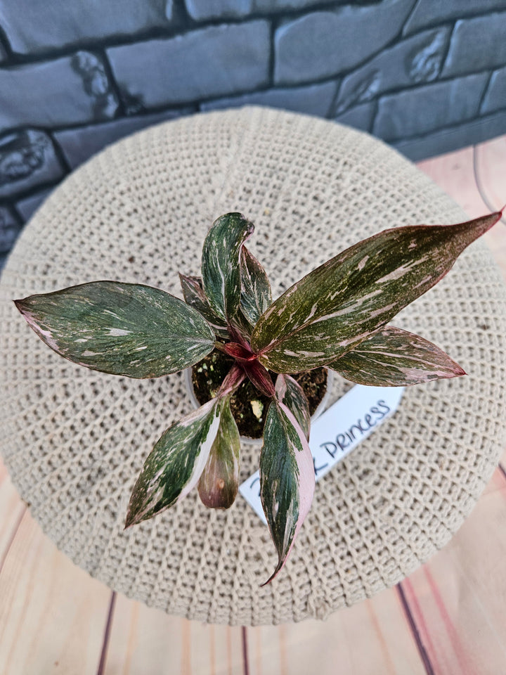 Philodendron Pink Princess Galaxy (2in)-213