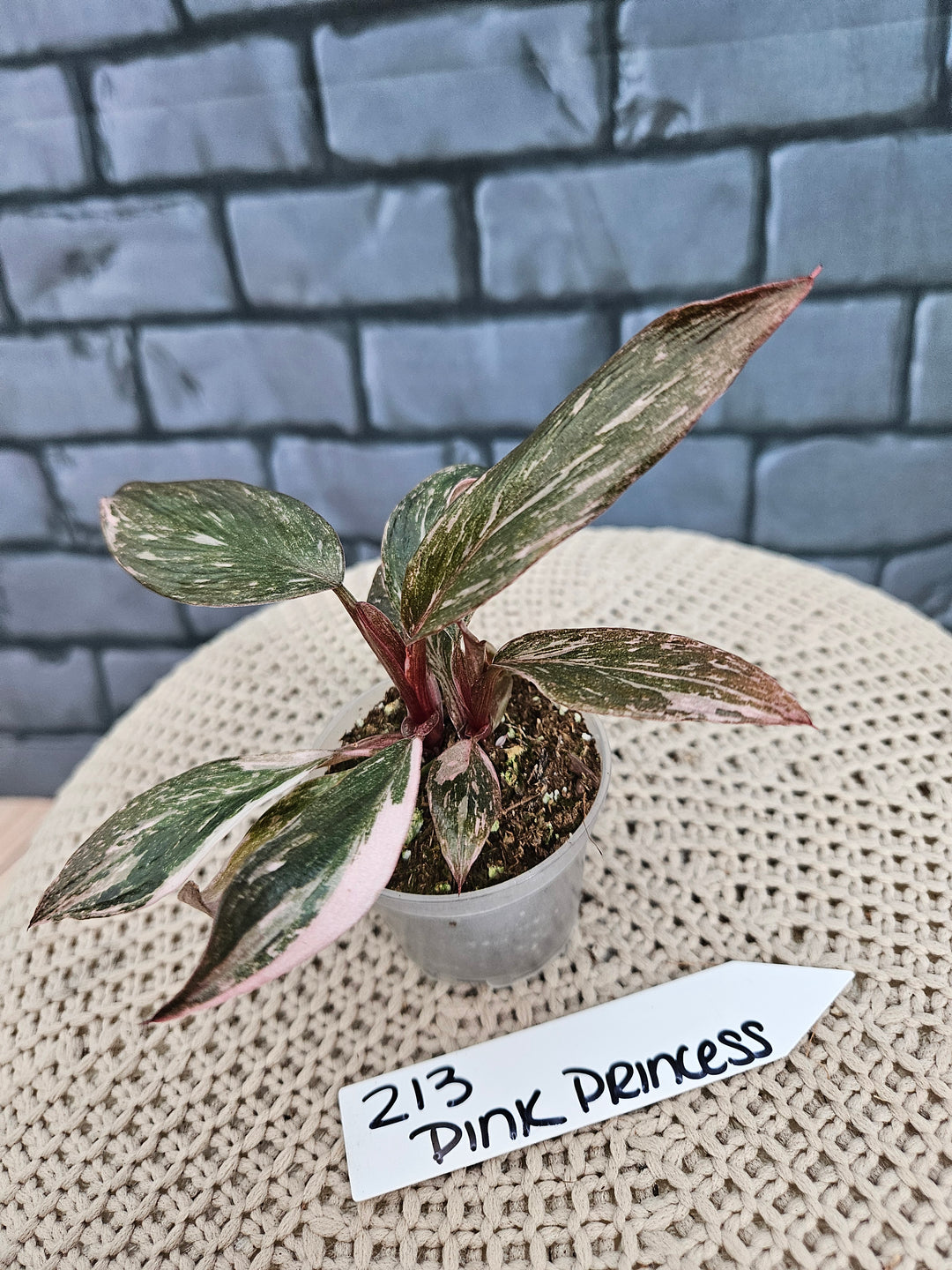 Philodendron Pink Princess Galaxy (2in)-213