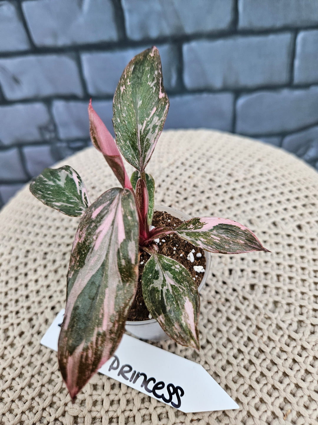 Philodendron Pink Princess Galaxy (2in)-214