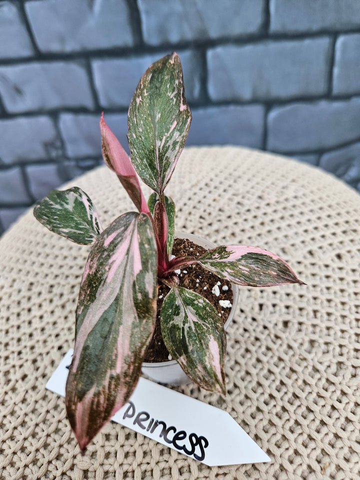 Philodendron Pink Princess Galaxy (2in)-214