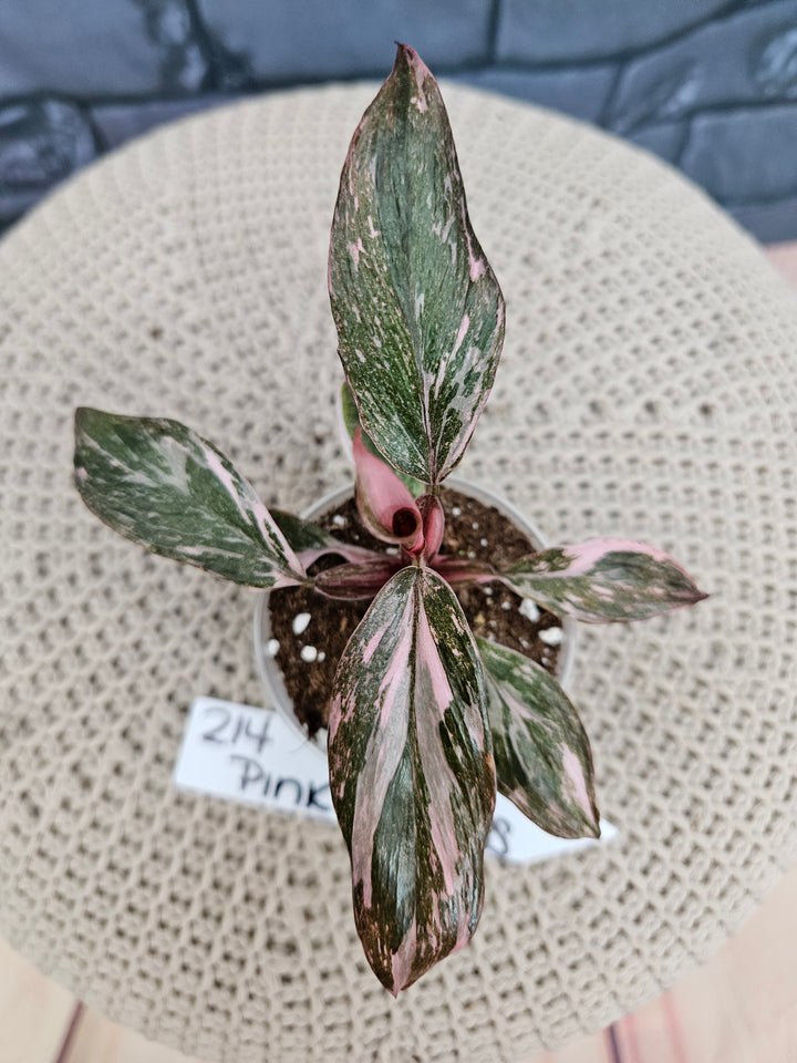Philodendron Pink Princess Galaxy (2in)-214