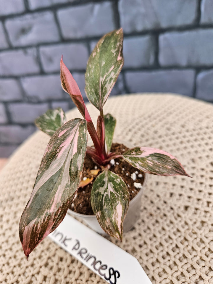 Philodendron Pink Princess Galaxy (2in)-214