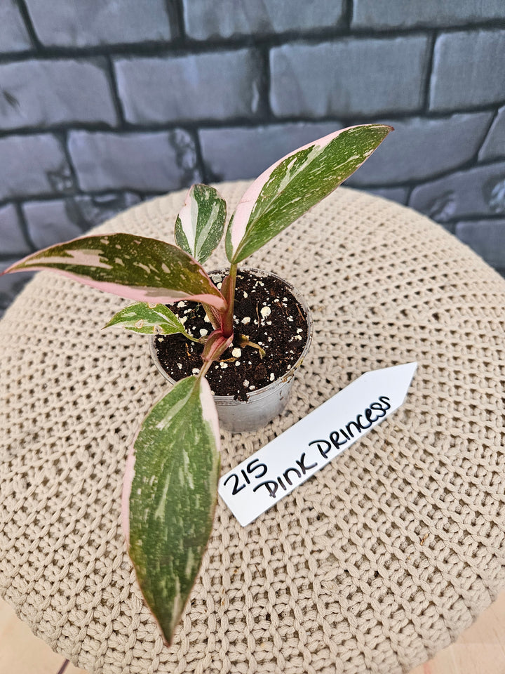 Philodendron Pink Princess Galaxy (2in)-215