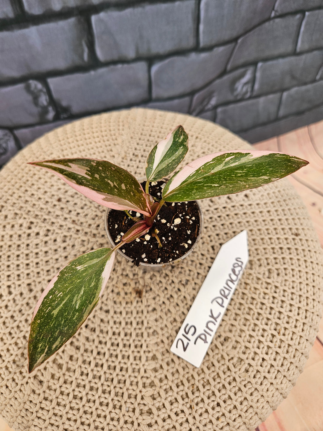 Philodendron Pink Princess Galaxy (2in)-215