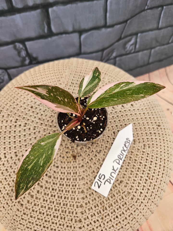 Philodendron Pink Princess Galaxy (2in)-215