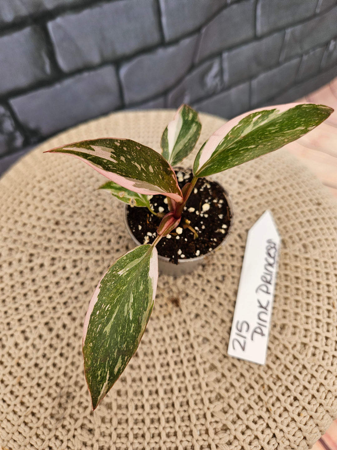 Philodendron Pink Princess Galaxy (2in)-215